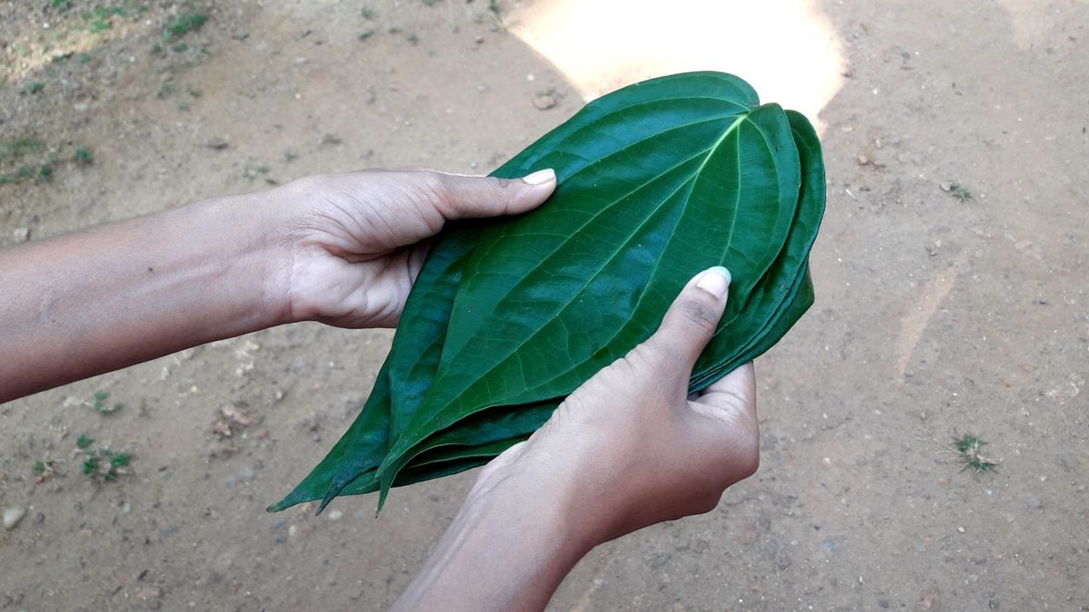 Offering a sheaf of betel laves during new year. Traditional sri lankan custom. Betel leaves are one of the key players in Balinese offerings. Offering a sheaf of betel laves during new year. Traditional sri lankan custom. Betel leaves are one of the key players in Balinese offerings.